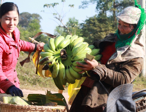 Village rich of banana